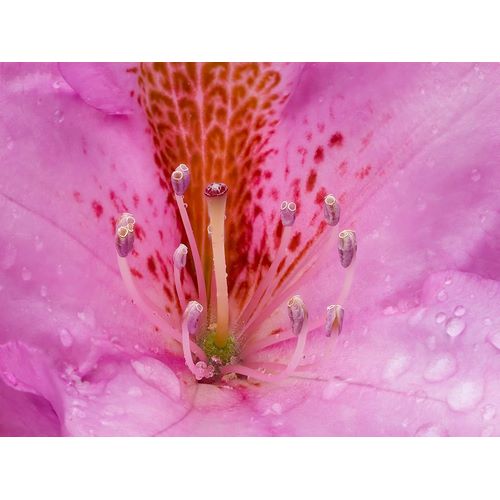 Wild, Jamie and Judy 아티스트의 Rhododendron flower작품입니다.